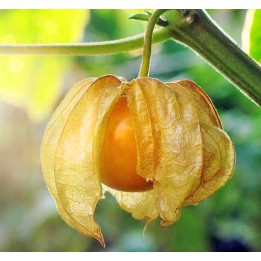 Physalis peruviana (Coqueret du Pérou, groseille du Cap)