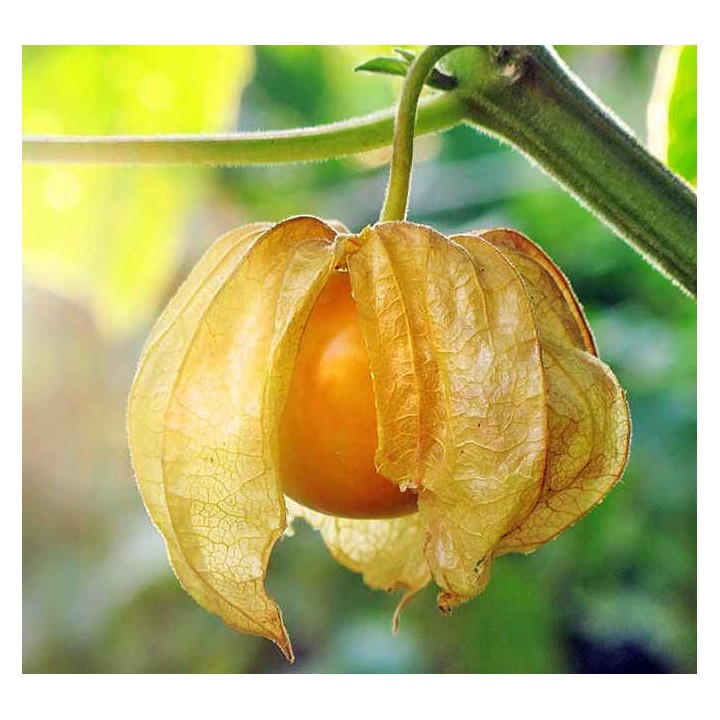Physalis peruviana (Coqueret du Pérou, groseille du Cap)