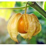 Physalis peruviana (Coqueret du Pérou, groseille du Cap)