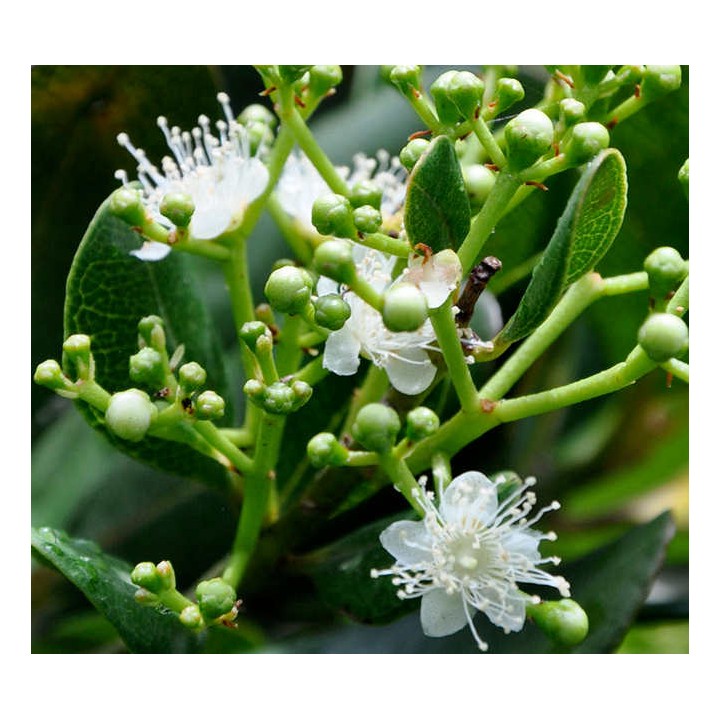 Pimenta racemosa (Bois d'Inde)