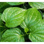 Piper sarmentosum (Poivre Bétel sauvage)