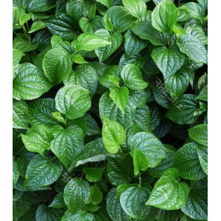 Piper sarmentosum (Poivre Bétel sauvage)