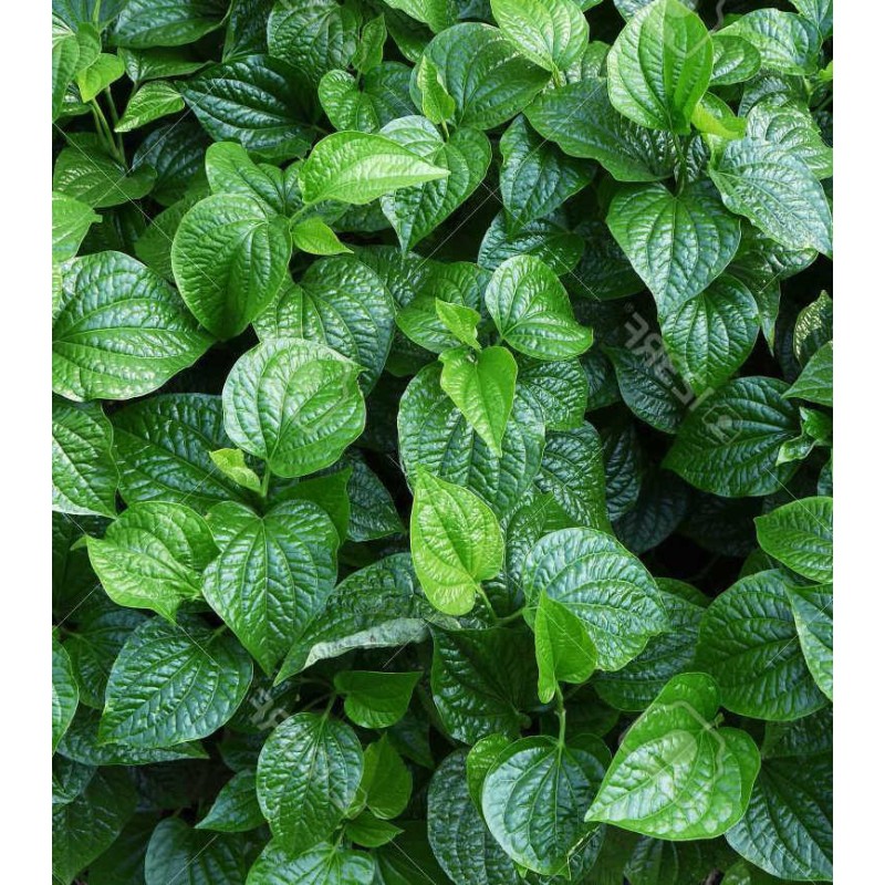 Piper sarmentosum (Poivre Bétel sauvage)