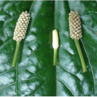 Piper sarmentosum (Poivre Bétel sauvage)