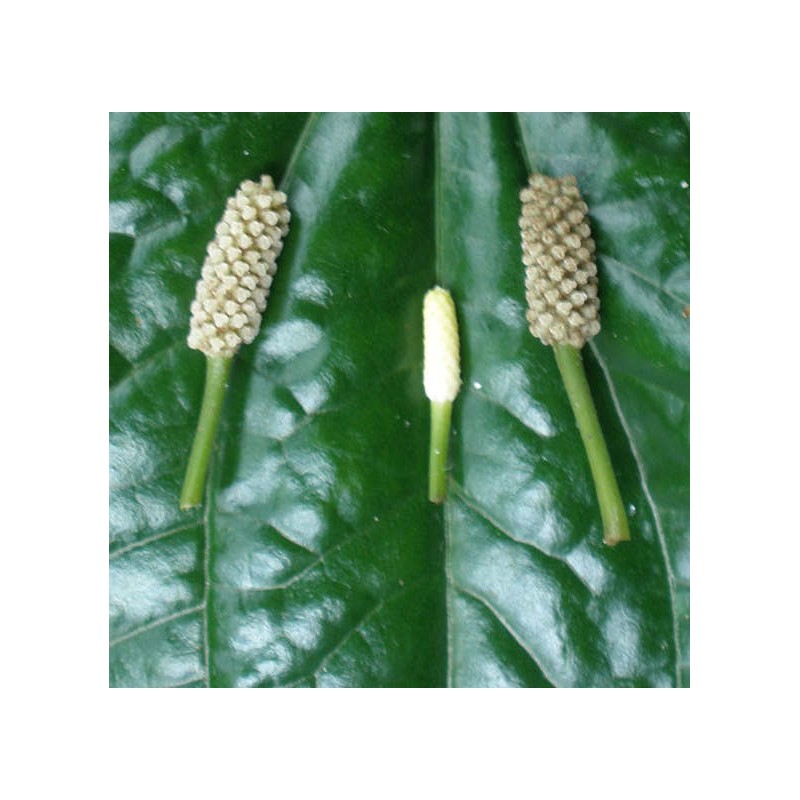 Piper sarmentosum (Poivre Bétel sauvage)