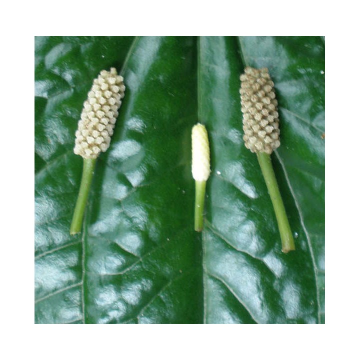 Piper sarmentosum (Poivre Bétel sauvage)
