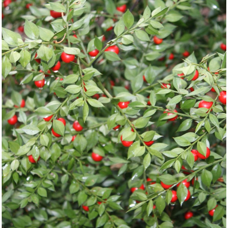Ruscus aculeatus (Fragon, petit houx ou frelonnette)