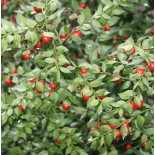 Ruscus aculeatus (Fragon, petit houx ou frelonnette)