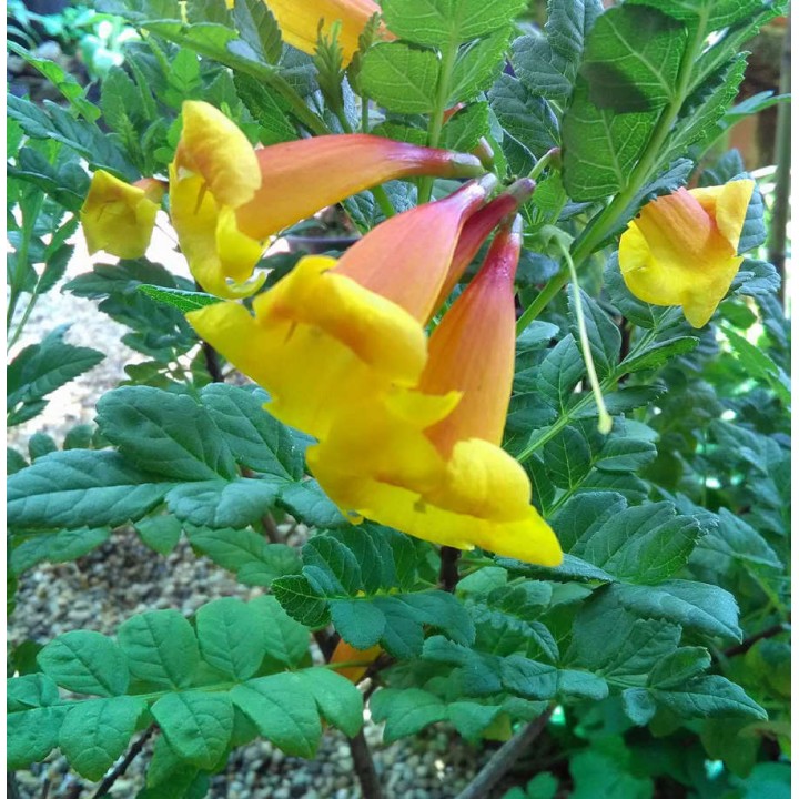 Tecomaria 'Tropical Twist' (Chèvrefeuille du Cap)