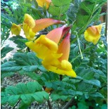 Tecomaria 'Tropical Twist' (Chèvrefeuille du Cap)