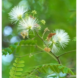 Albizia lebbeck (Bois Noir, Bois noir Cha-Cha, Bois noir des Bas, Acacia lebbeck)