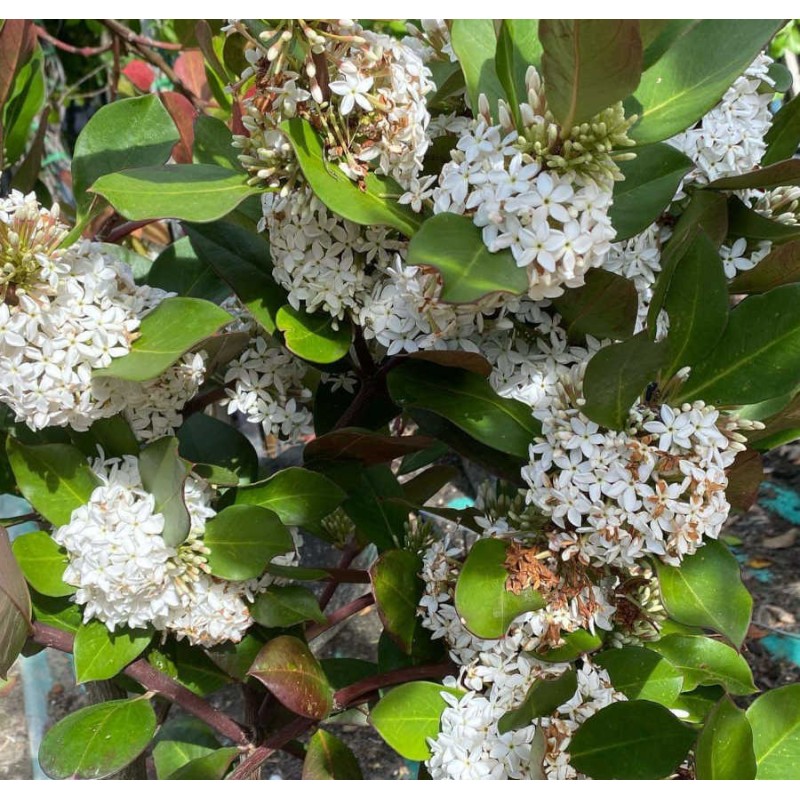 Acokanthera oblongifolia