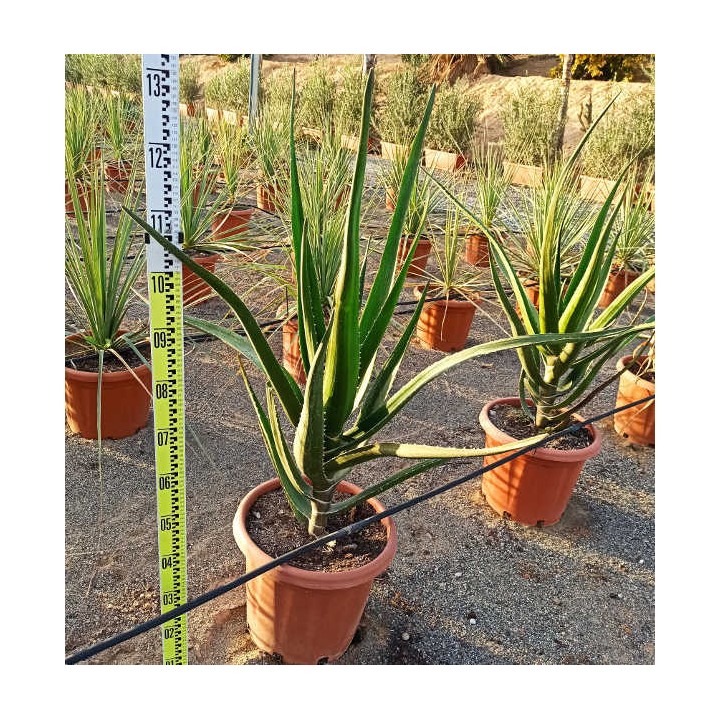 Aloe barberae (Aloe.bainesii)