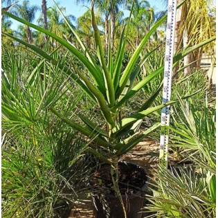 Aloe barberae (Aloe.bainesii)