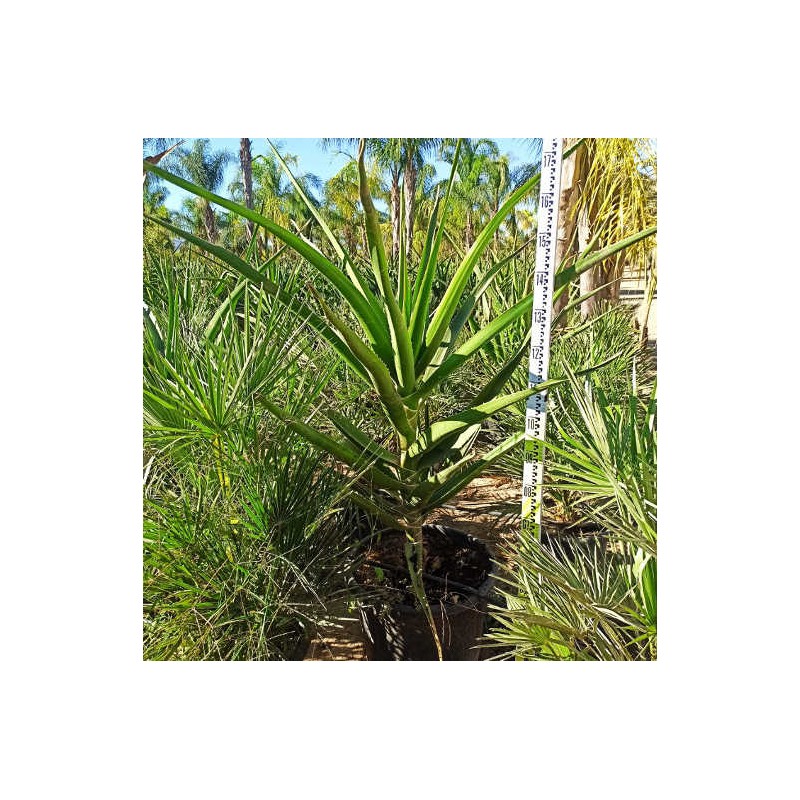 Aloe barberae (Aloe.bainesii)