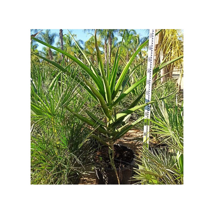 Aloe barberae (Aloe.bainesii)