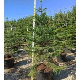 Araucaria hétérophylla (syn. A. excelsa) (Pin de Norfolk, Araucaria de Norfolk)