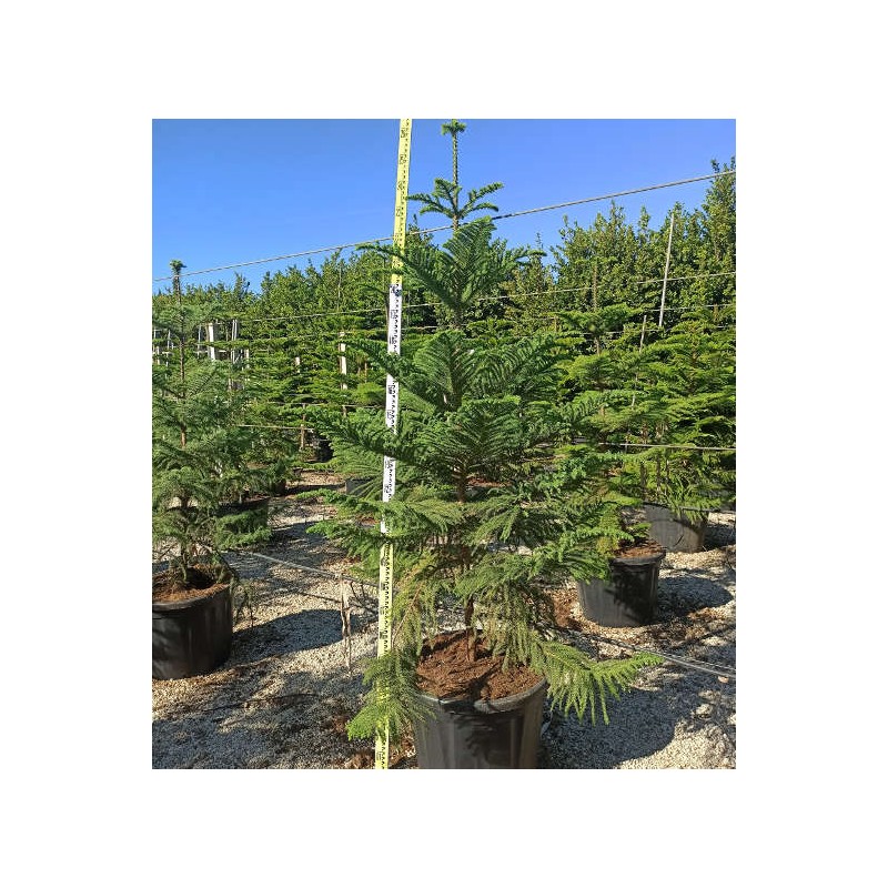 Araucaria hétérophylla (syn. A. excelsa) (Pin de Norfolk, Araucaria de Norfolk)