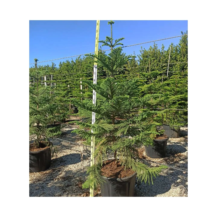 Araucaria hétérophylla (syn. A. excelsa) (Pin de Norfolk, Araucaria de Norfolk)