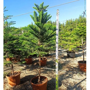 Araucaria hétérophylla (syn. A. excelsa) (Pin de Norfolk, Araucaria de Norfolk)