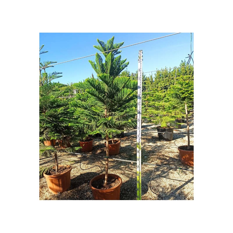 Araucaria hétérophylla (syn. A. excelsa) (Pin de Norfolk, Araucaria de Norfolk)