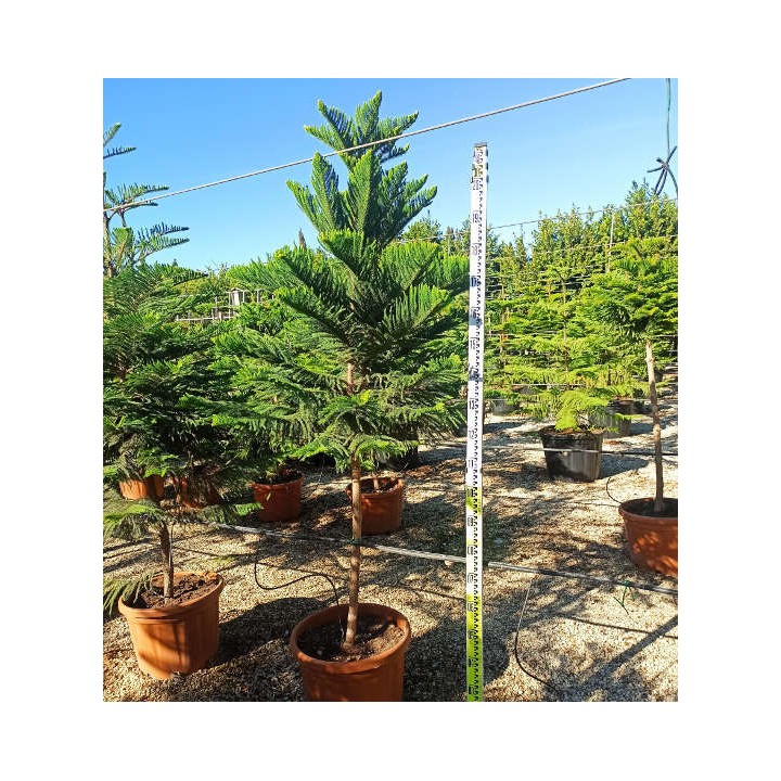 Araucaria hétérophylla (syn. A. excelsa) (Pin de Norfolk, Araucaria de Norfolk)