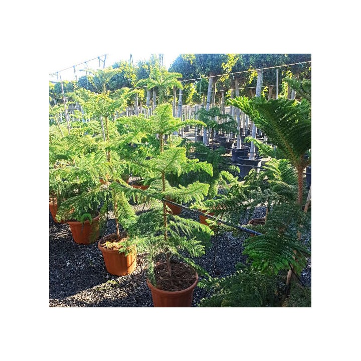 Araucaria hétérophylla (syn. A. excelsa) (Pin de Norfolk, Araucaria de Norfolk)
