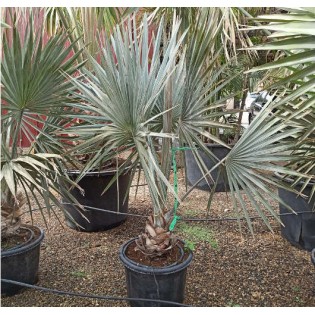 Bismarckia nobilis (Palmier de Bismarck)