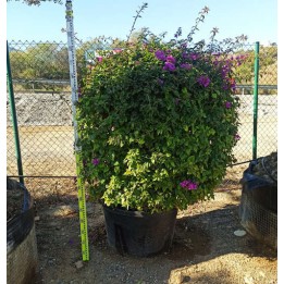 Bougainvillier glabra 'Sanderiana' (bougainvillier)