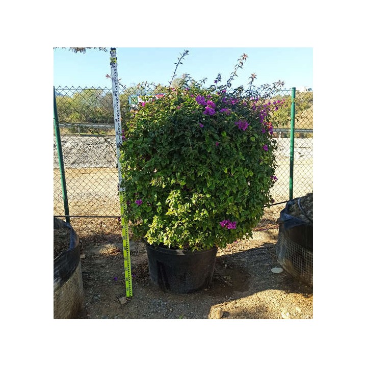 Bougainvillier glabra 'Sanderiana' (bougainvillier)