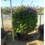 Bougainvillier glabra 'Sanderiana' (bougainvillier)