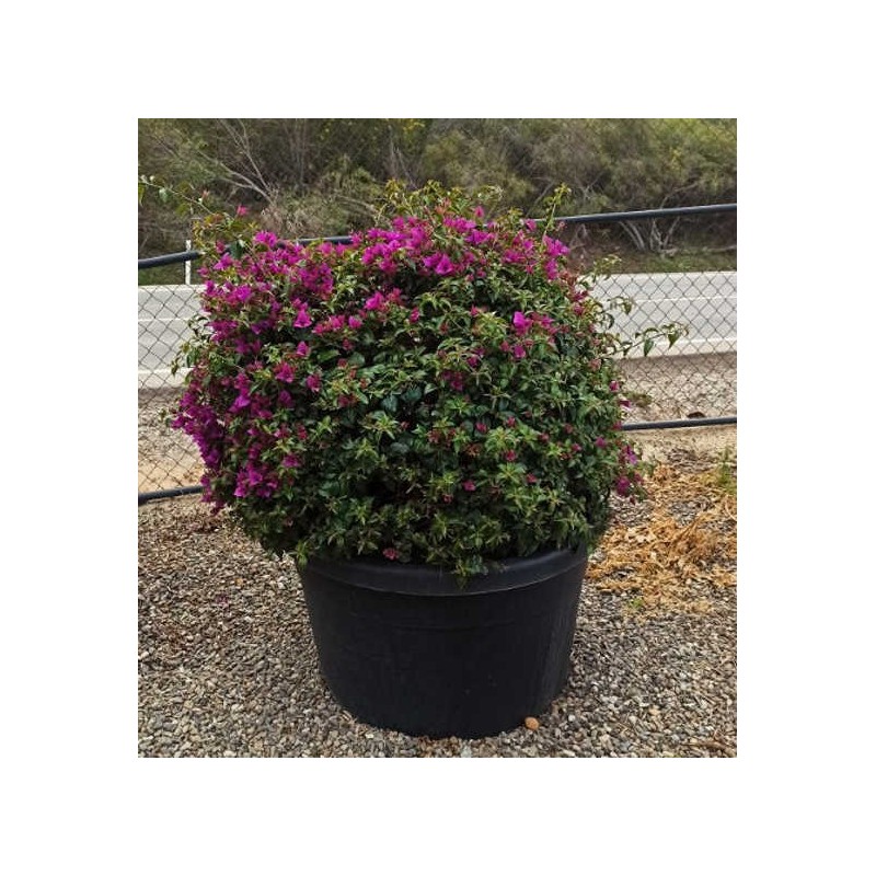 Bougainvillier glabra 'Sanderiana' (bougainvillier)