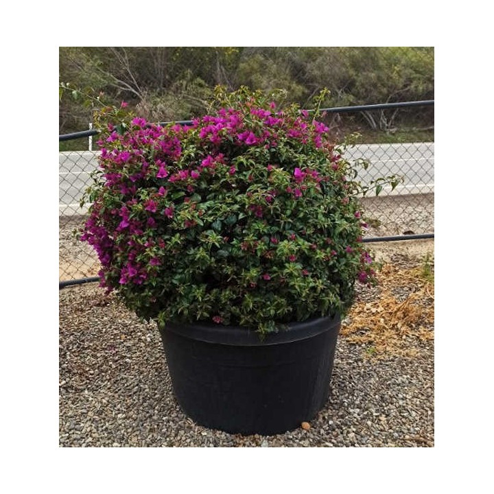 Bougainvillier glabra 'Sanderiana' (bougainvillier)