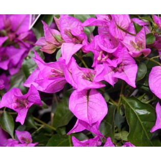 Bougainvillier glabra 'Sanderiana' (bougainvillier)