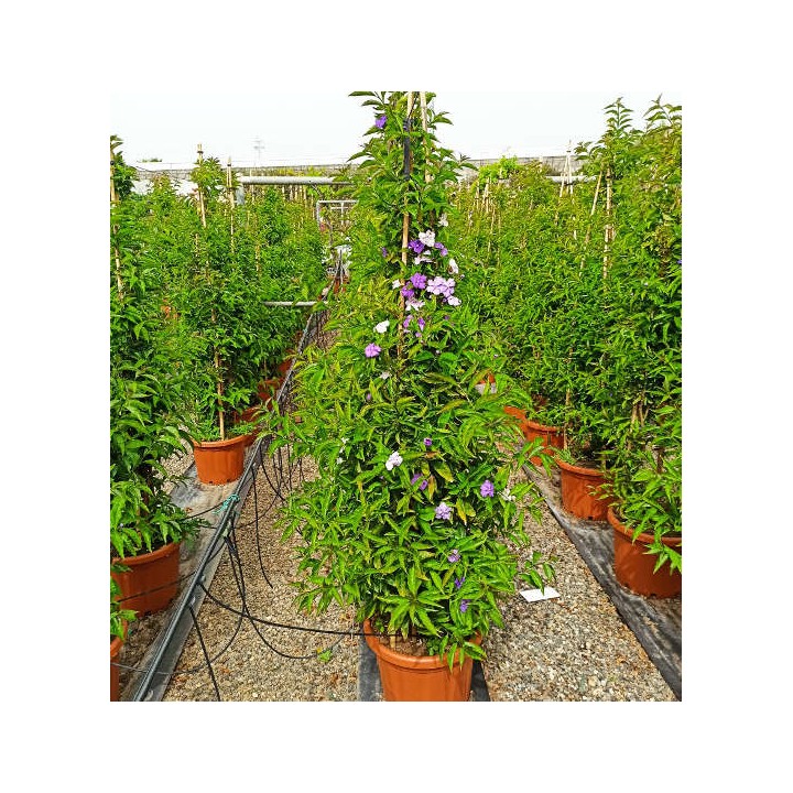 Brunfelsia pauciflora (Hier, aujourd'hui, demain - Brunfelsie)