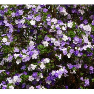 Brunfelsia pauciflora (Hier, aujourd'hui, demain - Brunfelsie)