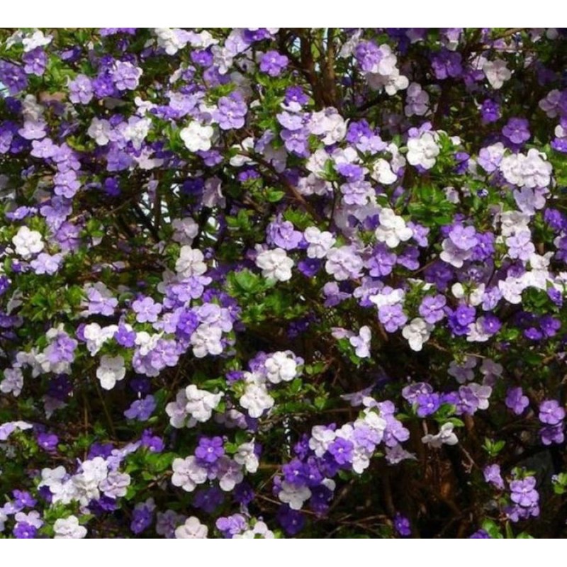 Brunfelsia pauciflora (Hier, aujourd'hui, demain - Brunfelsie)