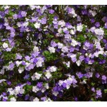 Brunfelsia pauciflora (Hier, aujourd'hui, demain - Brunfelsie)