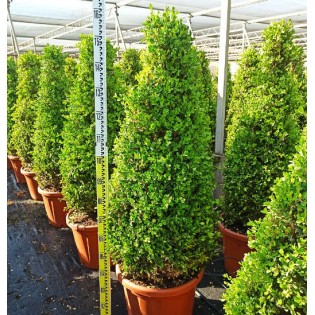 Buxus macrophylla 'Rotundifolia' (Buis commun 'Rotundifolia')
