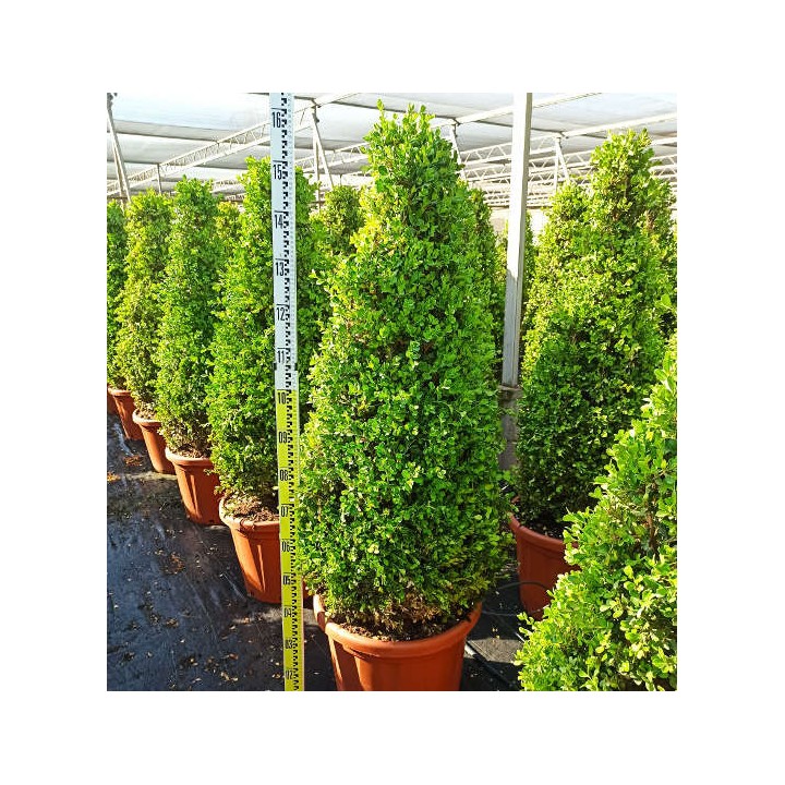 Buxus macrophylla 'Rotundifolia' (Buis commun 'Rotundifolia')