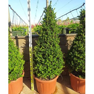 Buxus macrophylla 'Rotundifolia' (Buis commun 'Rotundifolia')