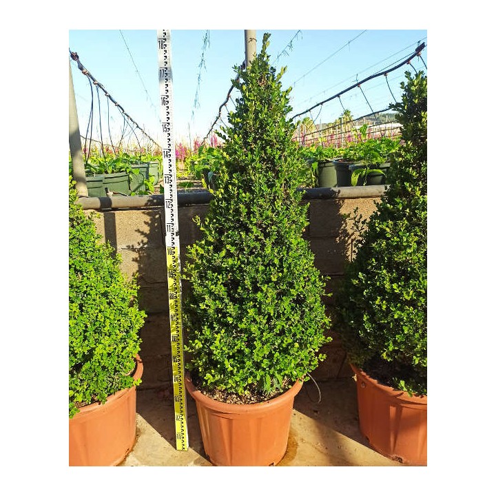 Buxus macrophylla 'Rotundifolia' (Buis commun 'Rotundifolia')