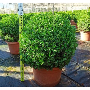 Buxus macrophylla 'Rotundifolia' (Buis commun 'Rotundifolia')