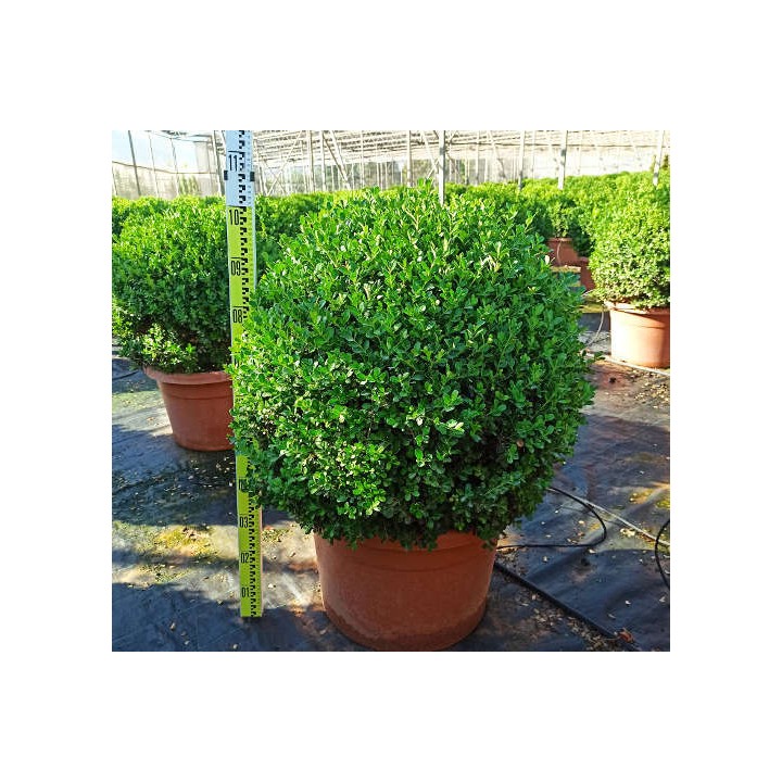 Buxus macrophylla 'Rotundifolia' (Buis commun 'Rotundifolia')