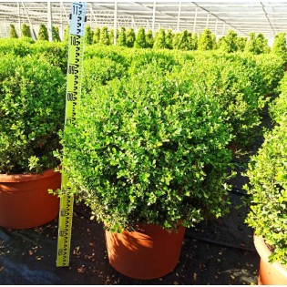 Buxus macrophylla 'Rotundifolia' (Buis commun 'Rotundifolia')