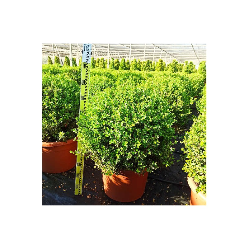 Buxus macrophylla 'Rotundifolia' (Buis commun 'Rotundifolia')