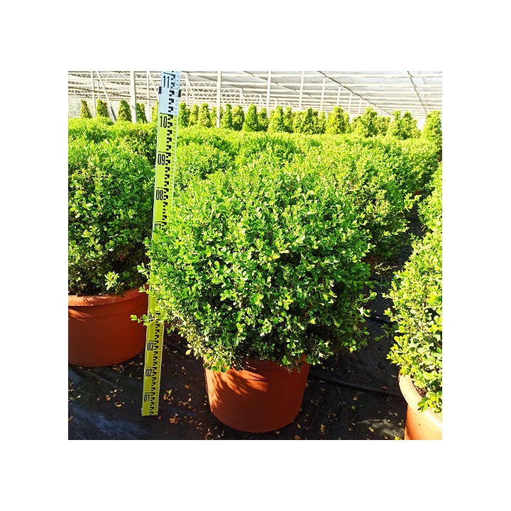 Buxus macrophylla 'Rotundifolia' (Buis commun 'Rotundifolia')