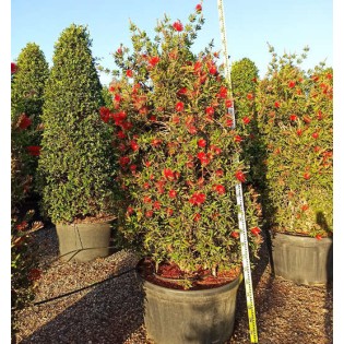 Callistemon citrinus cv. Splendens