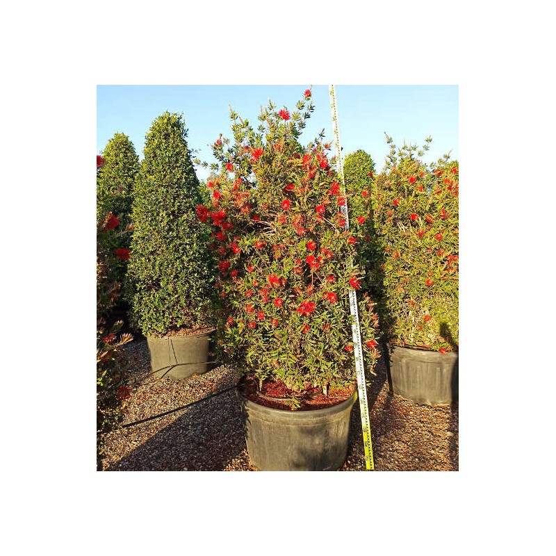 Callistemon citrinus cv. Splendens