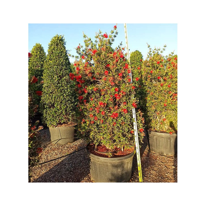 Callistemon citrinus cv. Splendens